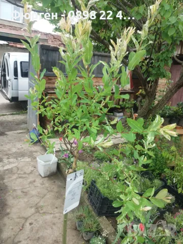 Японска върба Salix Hakuro Nishiki - Фламинго, снимка 9 - Разсади - 44452310