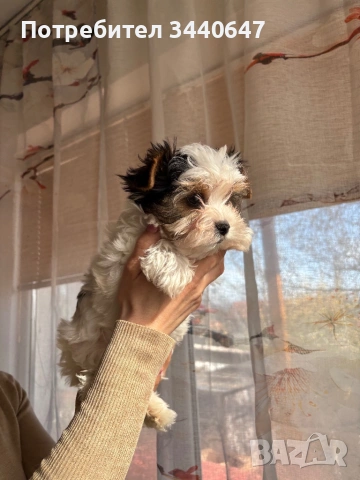 Мъжко Бивър йорки, снимка 3 - Йоркширски териер - 53825786