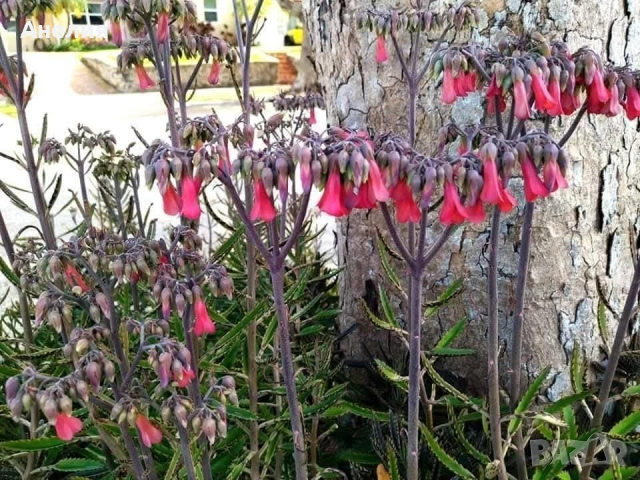 Каланхое лечебно хубави растения 