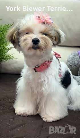 Йорк-момиче блондинка с родословие, доставка!