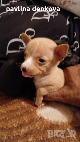 Продава,се чистокръвен мини пинчер