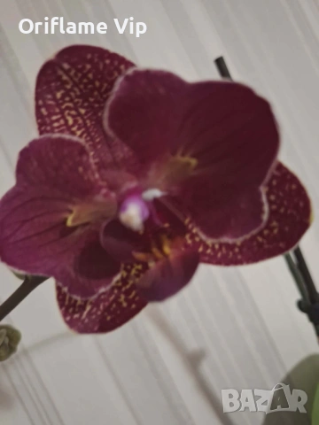 Орхидея, снимка 3 - Стайни растения - 53357928