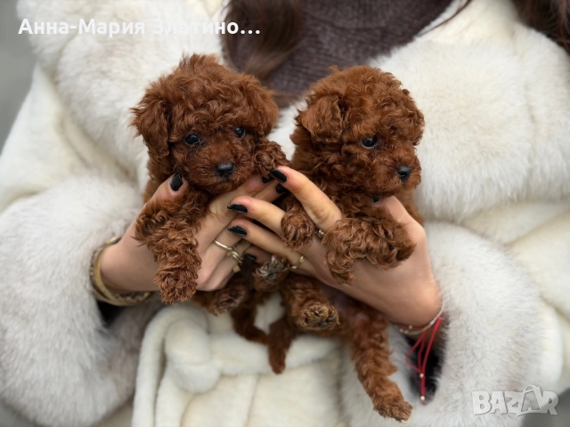 Той пудел ред браун , снимка 5 - Други - 52886172