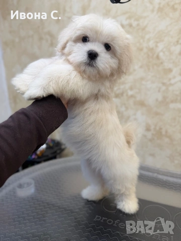 Малтипу , снимка 4 - Болонка - 54316208