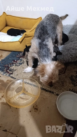 Лора на 2 години направени са всички ваксини.и каквото е необходимо