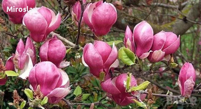 Магнолия Леней  (НОВО!!!) 100/120см