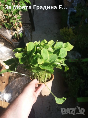 Хоста, снимка 9 - Градински цветя и растения - 54019920