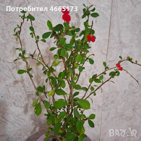 Исусов Венец Цвете, снимка 2 - Стайни растения - 56247602