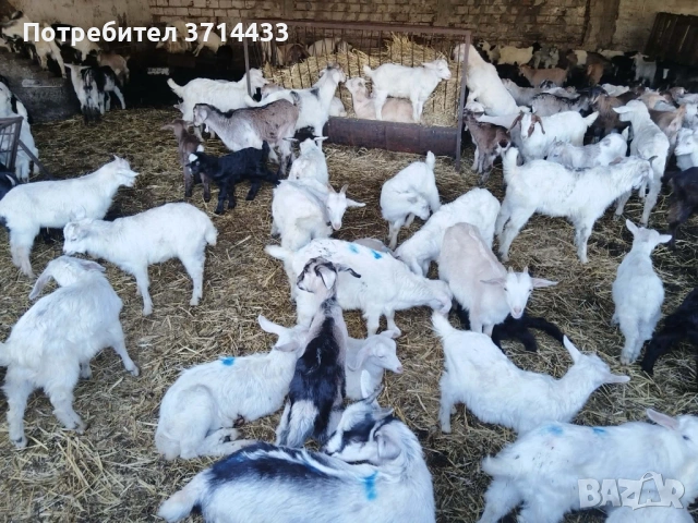 Продавам ярета