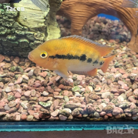 Мултиспиноза 4см