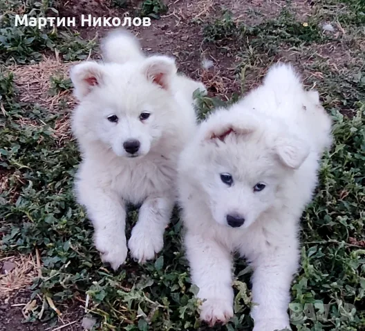 Предлагам две прекрасни женски кученца от породата Самоед