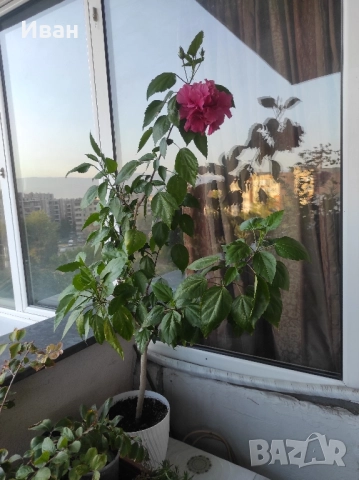  Китайска роза , снимка 3 - Стайни растения - 51599953