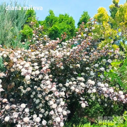 Физокарпус Диабло, Physocarpus Opulifolius Diablo, снимка 9 - Градински цветя и растения - 45688473