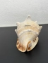 Гигантска морска раковина. №7779, снимка 4