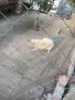 померан -шпицове, снимка 2