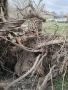 Корени от Орех , снимка 7
