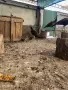 Двойка индийски пауни Dvoika indiiski pauni, снимка 2