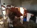 Крава на първо теле., снимка 2