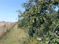 Сини сливи Стенлей , снимка 3