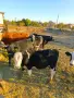 Телета за продаване, снимка 4
