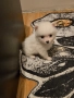 померан мини мини шпиц, снимка 5