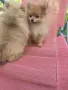 Малък и много игрив пухчо, снимка 7