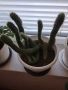 Кактус - две саксии, снимка 9