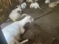 Свободни кози порода ББМ, снимка 1