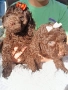 Пудел мини шоколад, снимка 6
