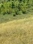земеделска земя намираща в землището на село Белащица и Марково, снимка 11