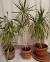 Юка, драцена, сингониум, шефлера, сансивиера, снимка 7