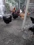 млади кокошки носачки, снимка 2