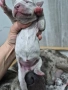 XL American bully's с родословие и сертификати , снимка 7