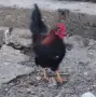 Петле , Петел Малайзиатска Сарама , снимка 3