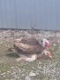 Продавам гъски патици и пуйки , снимка 3