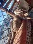 Сив Таби котарак търси дом, снимка 5