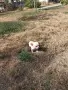 Чихуахуа момиче, снимка 2