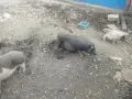 виатнамски прасета, снимка 2