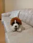 ПЛЮШЕНА ИГРАЧКА КУЧЕНЦЕ, снимка 9