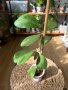 Hoya Kerry , снимка 1 - Стайни растения - 44357219