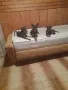 Продавам Сърнист Пинчер , снимка 1