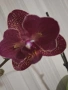 Орхидея, снимка 3