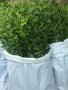 Зелен лигуструм  разклонен ,подрязван перфектен на гол корен- 070 см, снимка 4