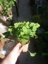 Хоста, снимка 9