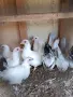 Декоративни кокошки ШАБО, снимка 4