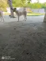 Чисто кръвни алабай, снимка 1