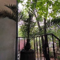 Палма финикова 2.40м., снимка 2 - Градински цветя и растения - 22918254