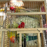 Продавам папагали Розели- пъстри светли и тъмни, снимка 1 - Папагали - 42199220