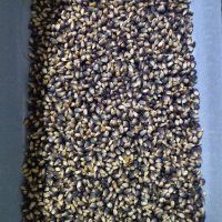 Пуканки - царевица, семена, снимка 5 - Сортови семена и луковици - 44297985