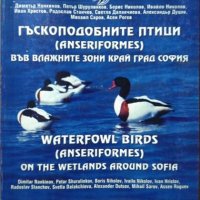 Гъскоподобните птици (Anseriformes) във влажните зони край град София 2004 г., снимка 1 - Други - 29754105